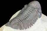 Large, Reedops Trilobite - Atchana, Morocco #74879-5